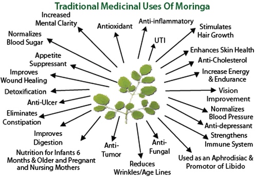 Moringa Traditional Medicinal Uses