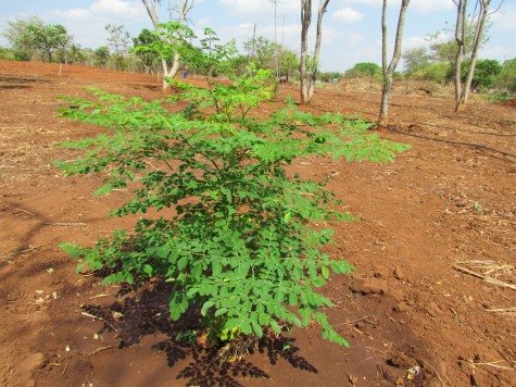 Moringa Natural Products Treeling