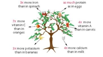 Natural Beauty Miracle Tree