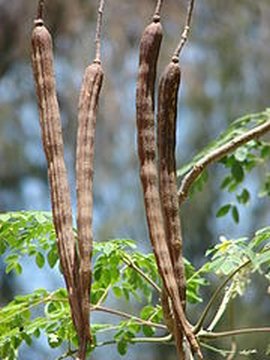 Moringa Oleifera Pods or Chicken Legs