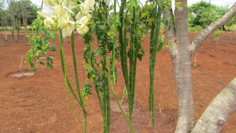 Young Moringa Pods