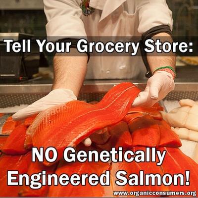 GMO Salmon